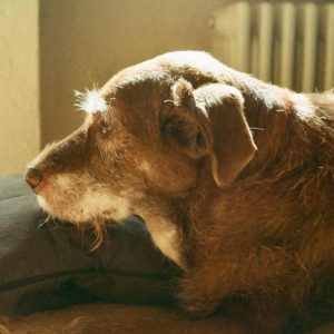 Eutanasia respetuosa de Mascota en casa (Hasta 10 Kg)