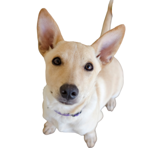 Servicios de Cremación de mascotas en Santiago, Quilicura.