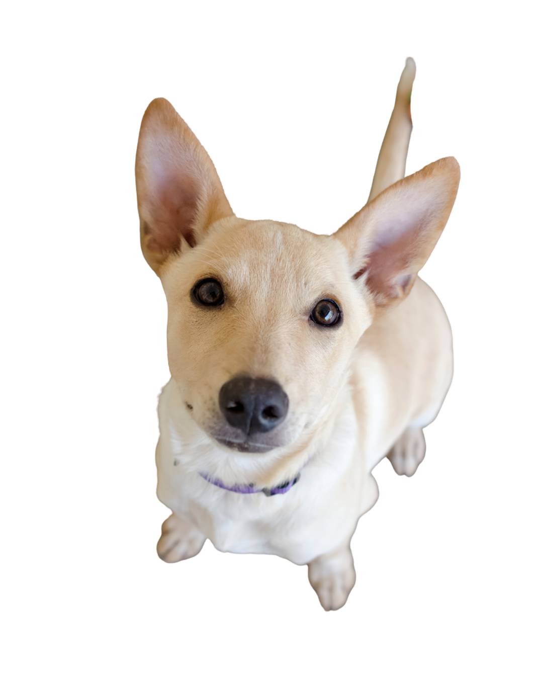 Servicios de Cremación de mascotas en Santiago, Quilicura.