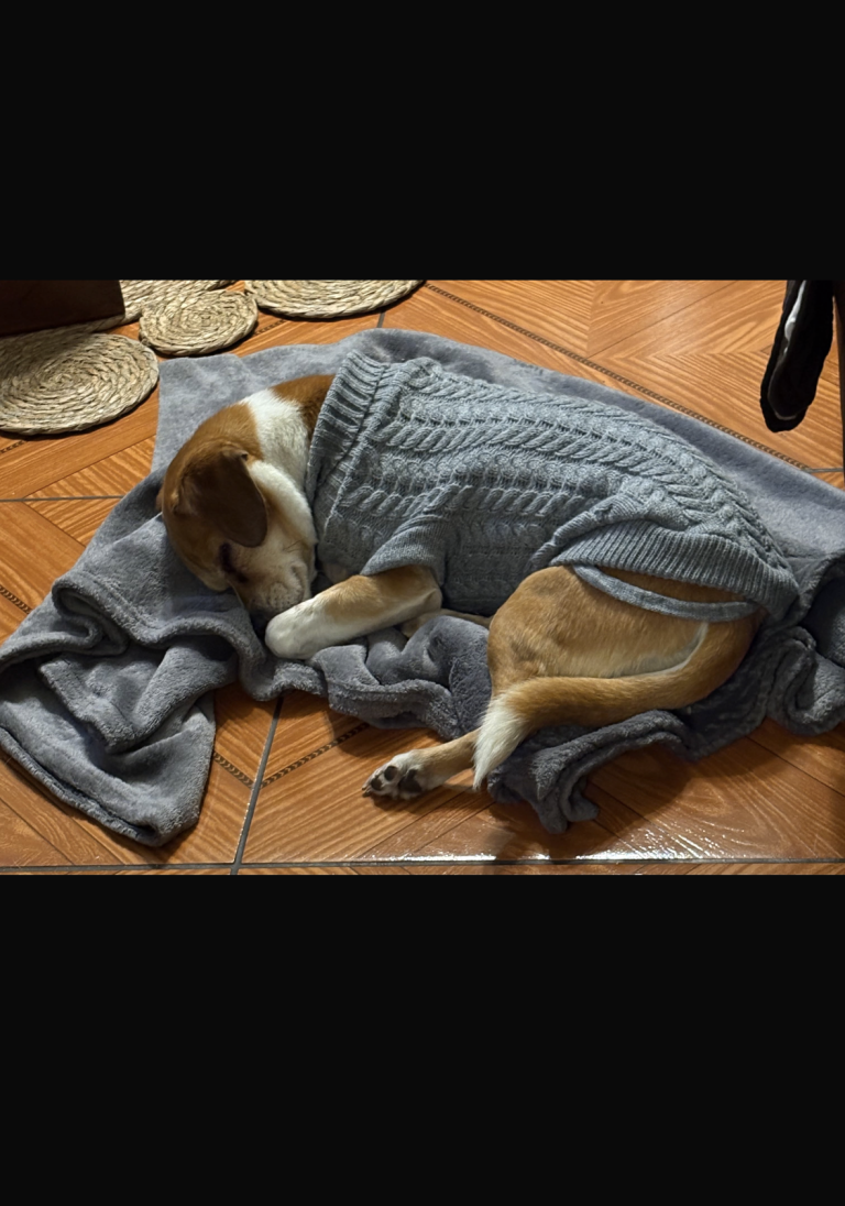 memorial de mascota