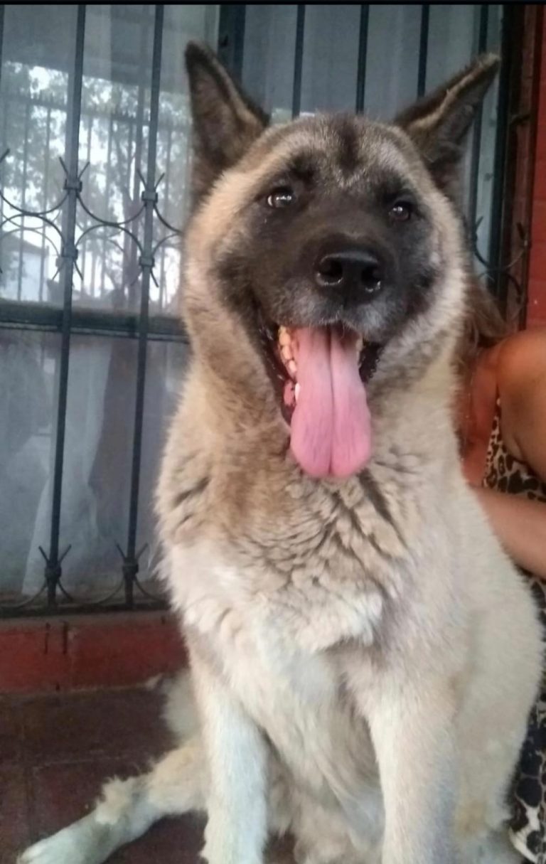 memorial de mascota, crematorio de mascotas